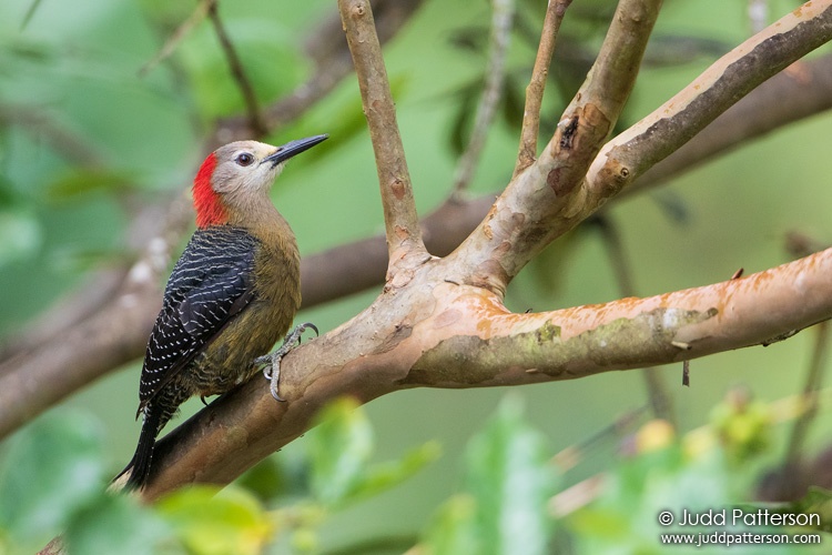 Jamaican Woodpecker, Silver Hill Cottage, Jamaica